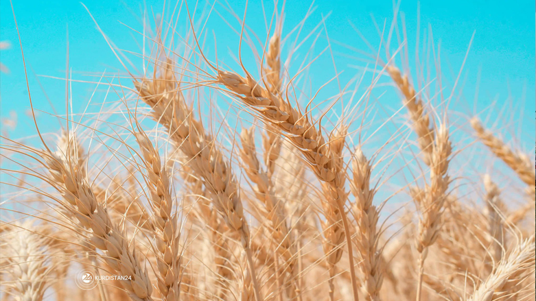 2022 wheat harvest season in Erbil province, Kurdistan Region, May 28, 2022. (Photo: Niyaz Qaraman/Handout to Kurdistan 24)